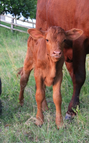 5 day old bull/steer
