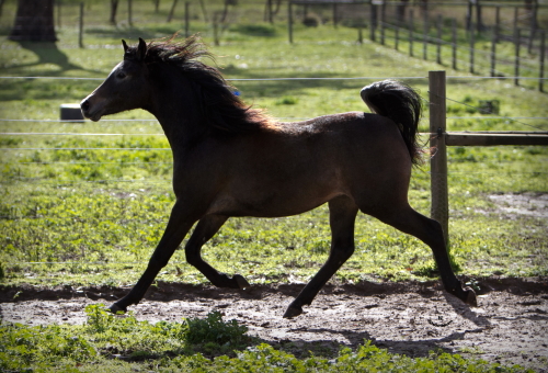 Shamir in winter 2011 as a 2yr old