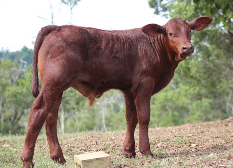 2012 bull calf at 3 weeks of age.