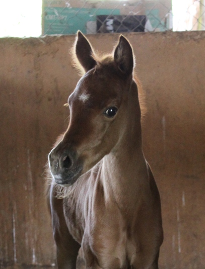 Naavena's new filly